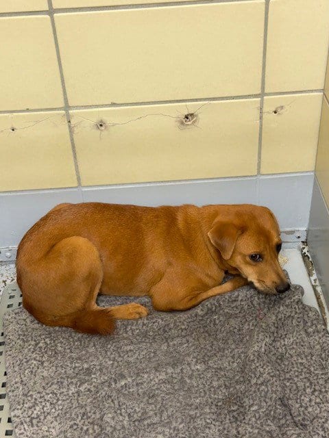 Photo of Tilly, adoptable Chinese Shar-Pei in Houston, Texas