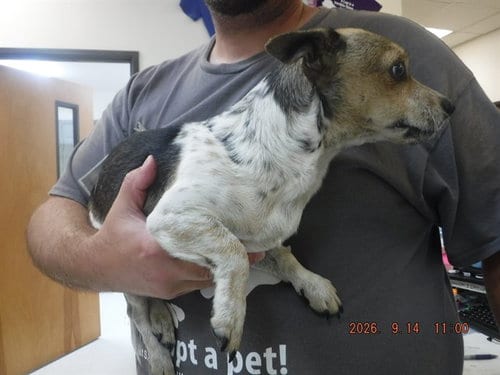 Photo of Spotty, adoptable Parson Russell Terrier in Oroville, California