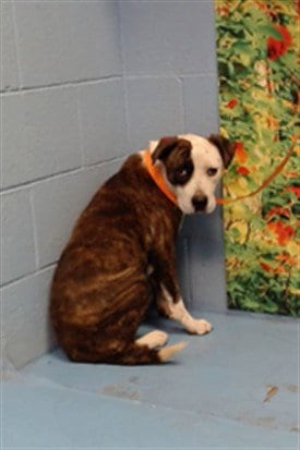 Photo of Valerie, adoptable Pit Bull Terrier in Moreno Valley, California