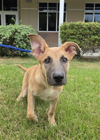 Photo of Phoenix, adoptable German Shepherd Dog in Houston, Texas