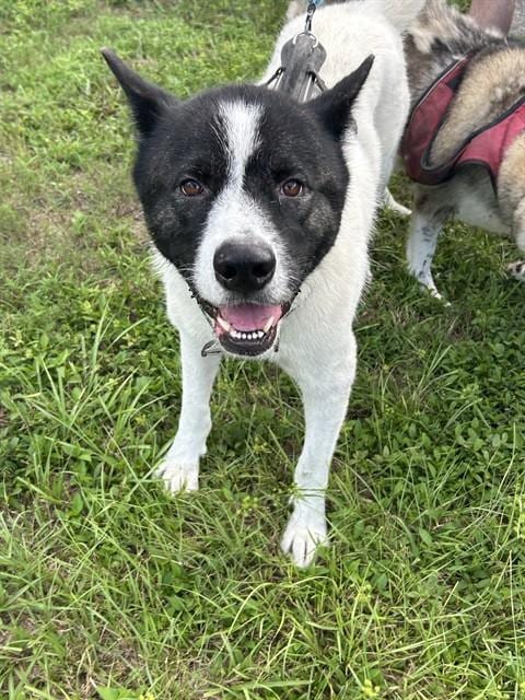 Photo of Howie, adoptable Akita in Palmetto, Florida