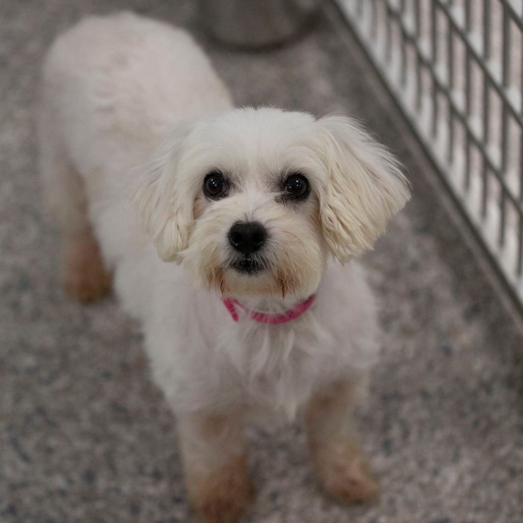 Photo of Indy (S26-157), adoptable Coton De Tulear / Poodle, Miniature in Colorado Springs, Colorado