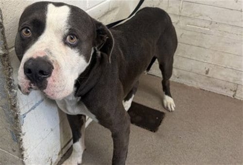 Photo of Big Mac, adoptable Pit Bull Terrier in San Bernardino, California