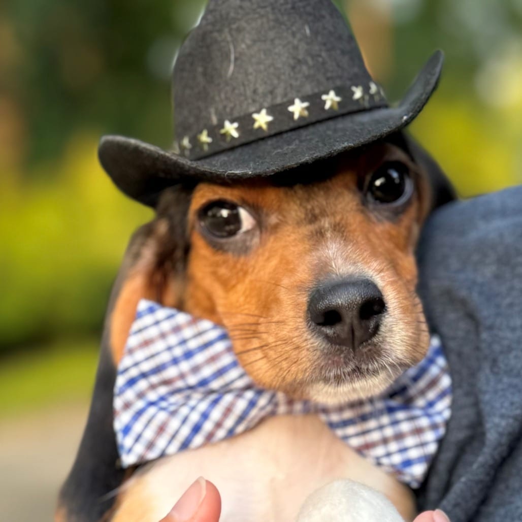 Photo of Elmer, adoptable Beagle in Normal, Illinois