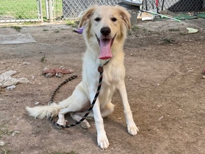 Photo of Fred, adoptable dog in Georgetown, Texas