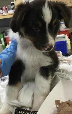 Photo of Tommy, adoptable Australian Shepherd in Riverside, California