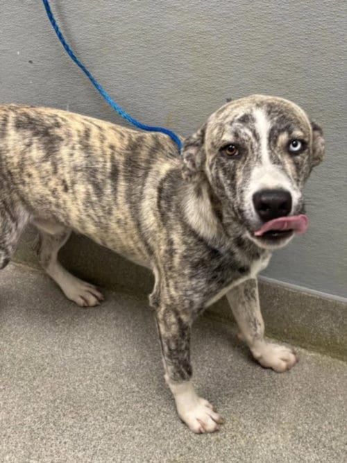 Photo of Cinnamon Swirl, adoptable Pit Bull Terrier in Las Vegas, Nevada
