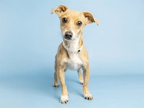 Photo of Happy, adoptable Chihuahua in Phoenix, Arizona