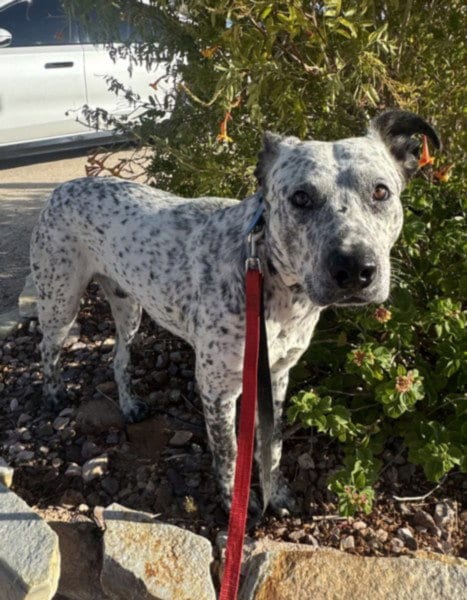 Photo of Wally B, adoptable Pit Bull Terrier in Los Angeles, California