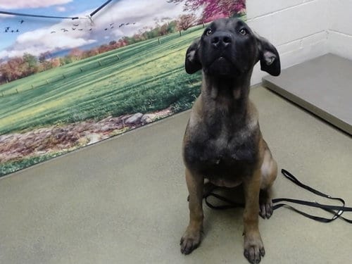 Photo of A554258, adoptable Belgian Shepherd Malinois in Moreno Valley, California
