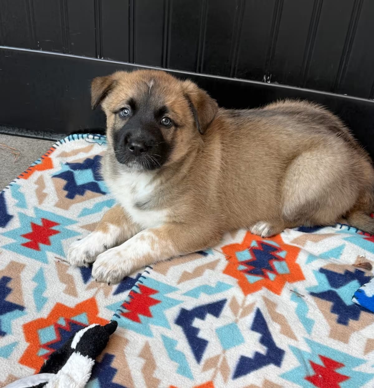 Photo of Viking 22859, adoptable Pomeranian/Husky in Cumming, Georgia