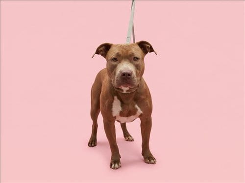Photo of Athena, adoptable Pit Bull Terrier in Los Angeles, California