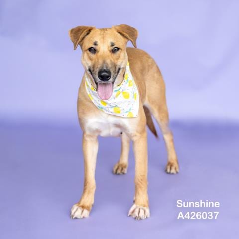 Photo of Sunshine, adoptable Labrador Retriever in Conroe, Texas