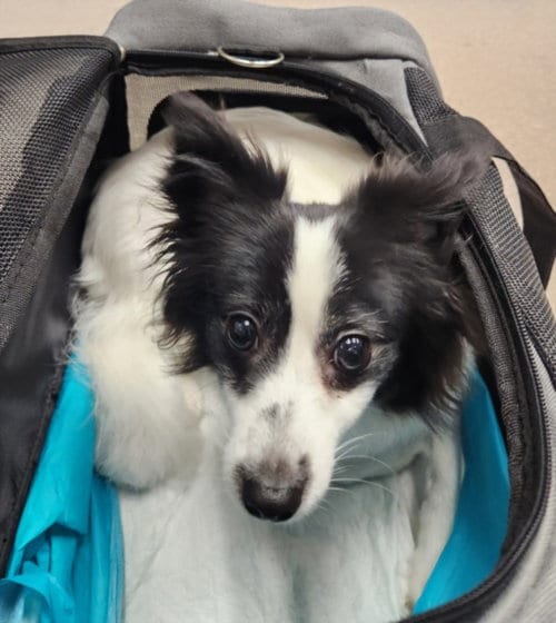 Photo of Tyrion, adoptable Pomeranian in Burbank, California