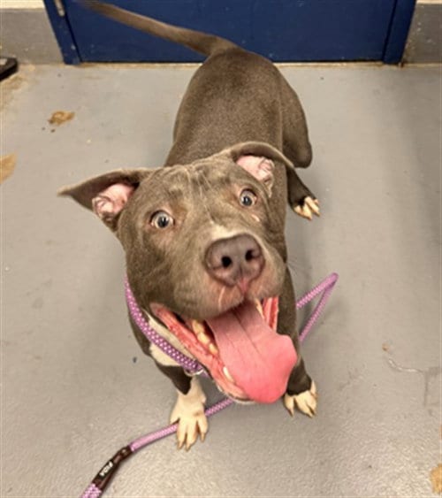 Photo of Abracadaniel, adoptable Pit Bull Terrier in Peoria, Illinois