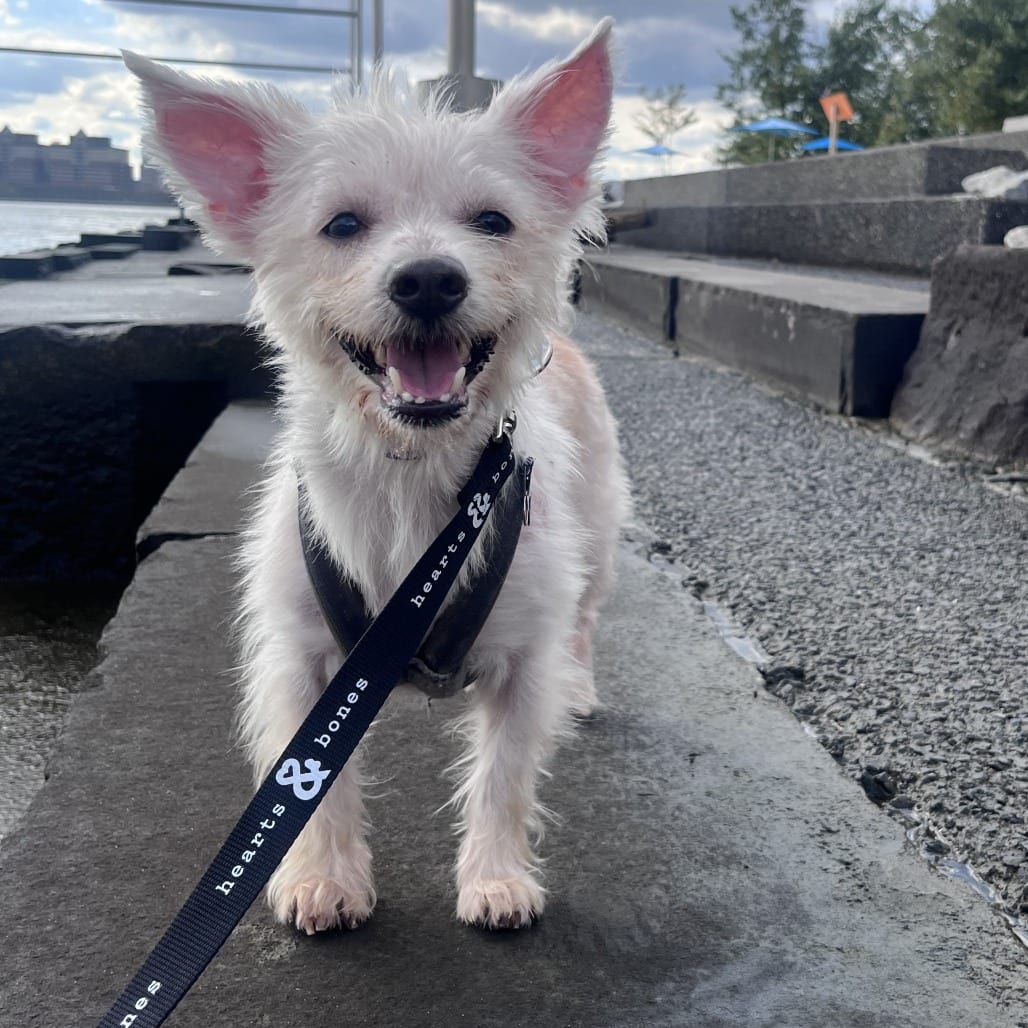 Photo of Bao, adoptable Terrier