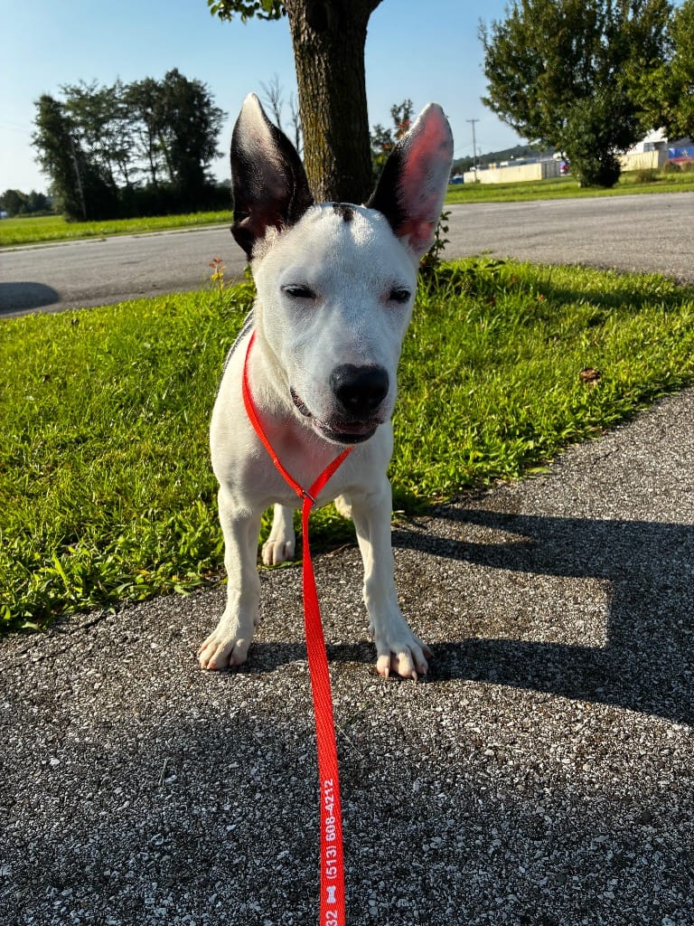 Photo of Oreo, adoptable Bull Terrier in West Union, Ohio