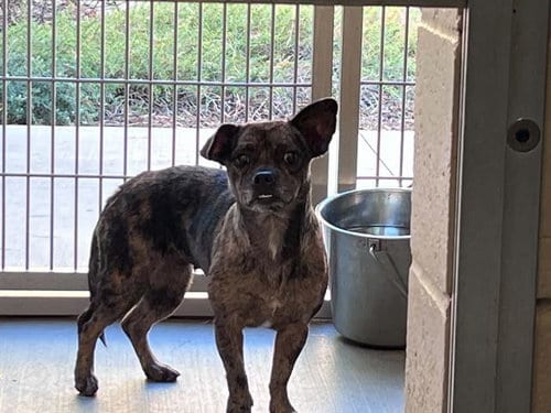 Photo of Jackie, adoptable Dachshund in Orange, California