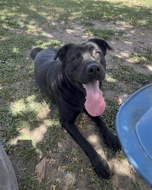 Photo of Mazzy, adoptable Pit Bull Terrier in Riverside, California