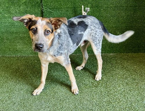 Photo of Keanu, adoptable Queensland Heeler in Lancaster, California