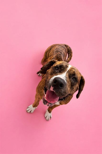 Photo of Mia, adoptable American Bulldog in Miami, Florida