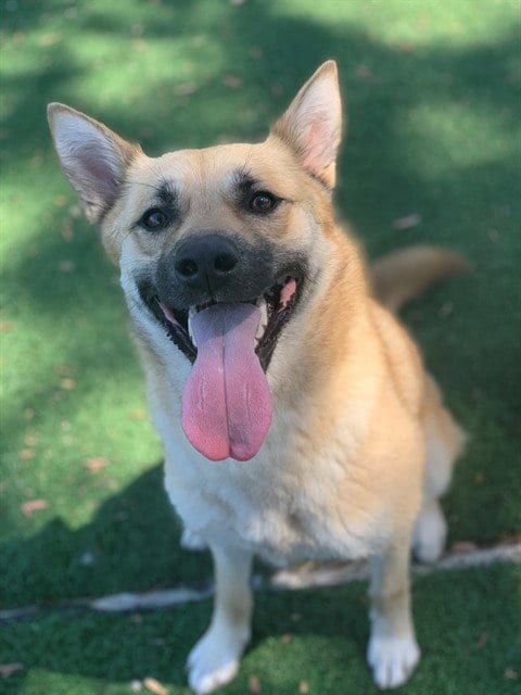 Photo of Raye, adoptable German Shepherd Dog in Fremont, California