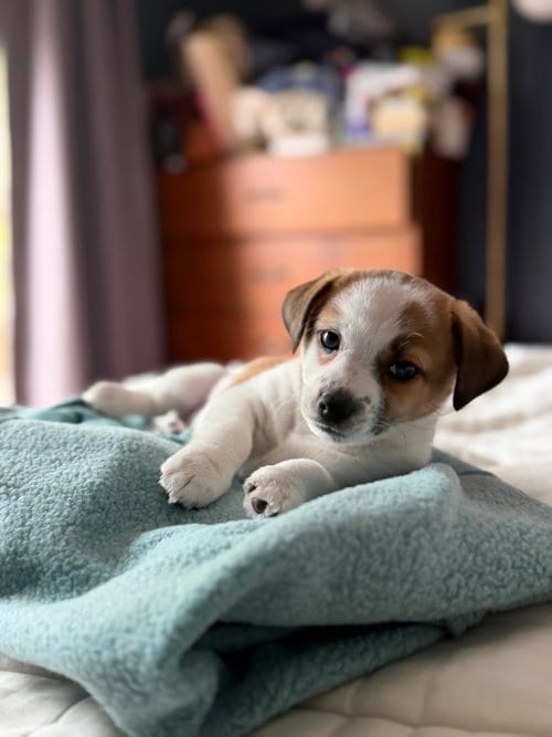 Photo of Bud, adoptable Chihuahua in Sunnyvale, California