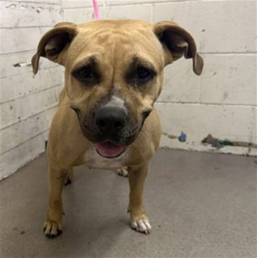 Photo of Florence, adoptable Pit Bull Terrier in San Bernardino, California