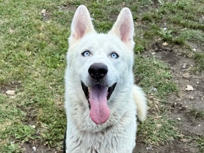 Photo of Ghost, adoptable dog in Georgetown, Texas