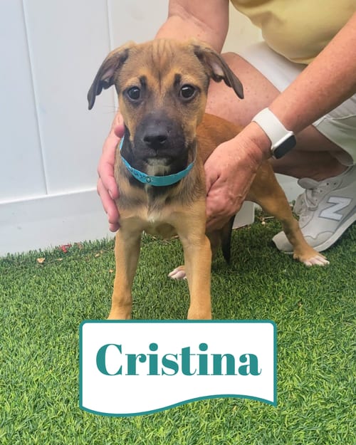 Photo of Isabella Pup - Cristina, adoptable Dachshund in Pompano Beach, Florida