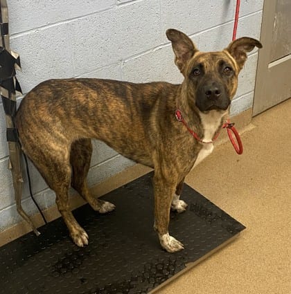 Photo of Abrielle, adoptable dog in Chamblee, Georgia