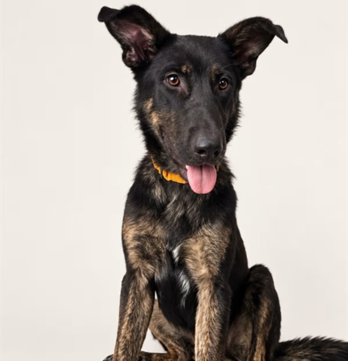 Photo of Briar, adoptable Dutch Shepherd in Conroe, Texas