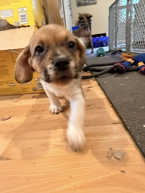 Photo of Bodhi, adoptable Beagle in Herndon, Virginia