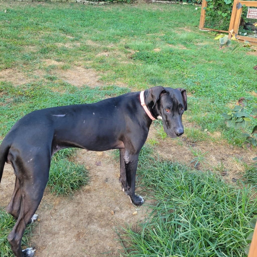 Photo of Darci, adoptable Great Dane in St. Louis, Missouri