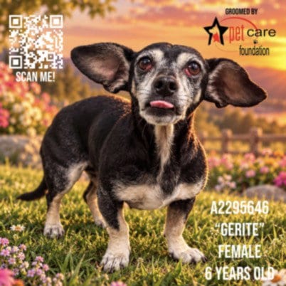 Photo of Gertie, adoptable Dachshund in Los Angeles, California