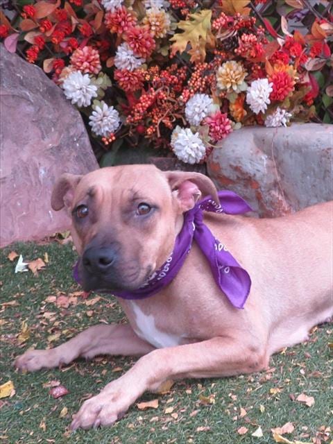 Photo of Buffy, adoptable Pit Bull Terrier in Oklahoma City, Oklahoma