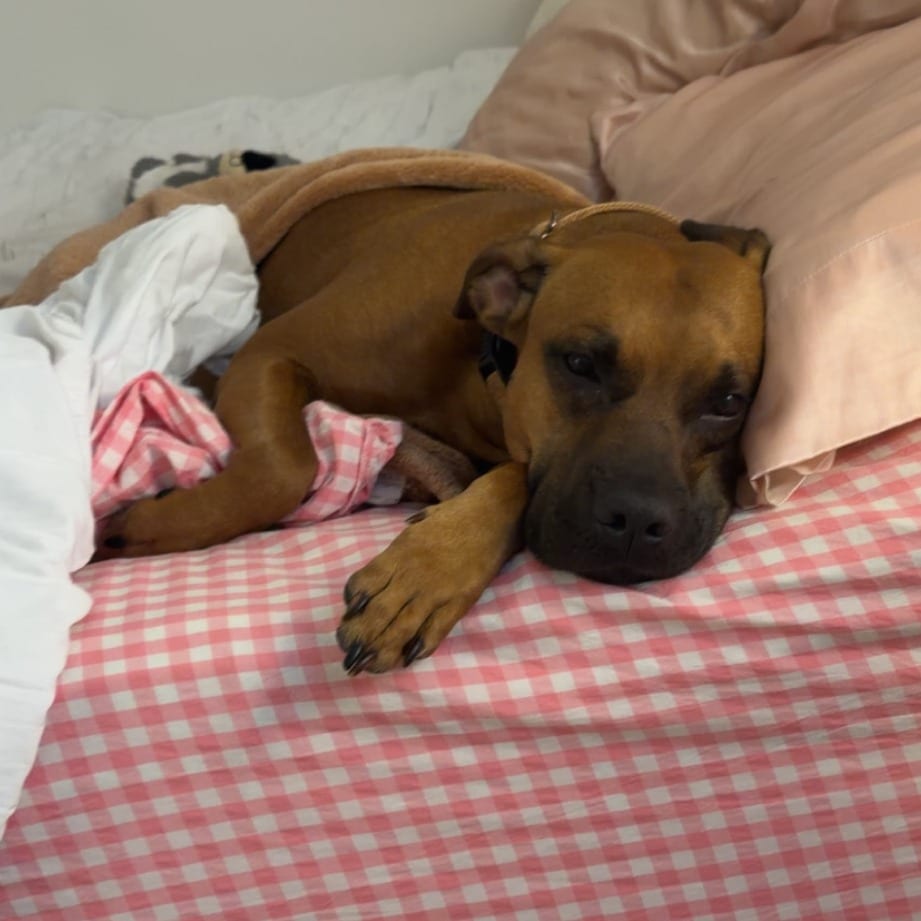 Photo of Rosalita, adoptable Mixed Breed (Large) in Gainesville, Florida
