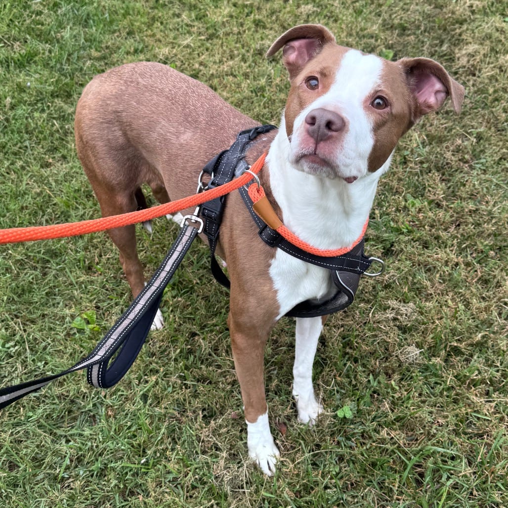 Photo of Grace, adoptable Mixed Breed (Large) in Winston-Salem, North Carolina