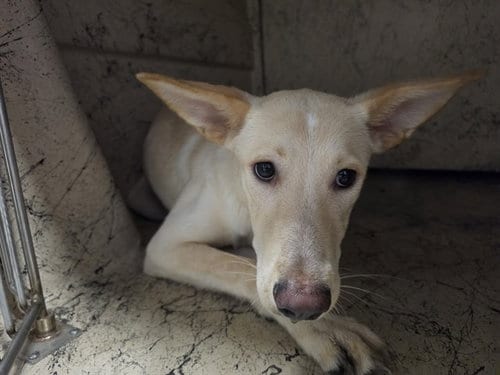 Photo of Beans, adoptable German Shepherd Dog in Garland, Texas