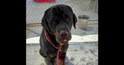 Photo of Storm, adoptable Rottweiler in Gilbert, Arizona