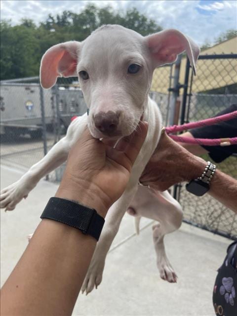 Photo of Salsberry Steak, adoptable Pit Bull Terrier in Tulsa, Oklahoma