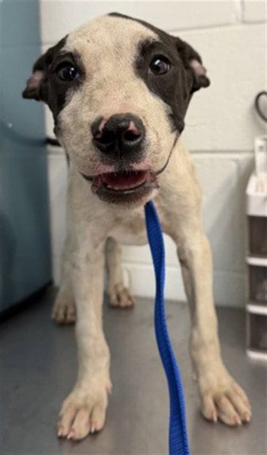 Photo of Montgomery Boop, adoptable Pit Bull Terrier in San Bernardino, California