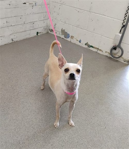Photo of Xoie, adoptable Chihuahua in San Bernardino, California