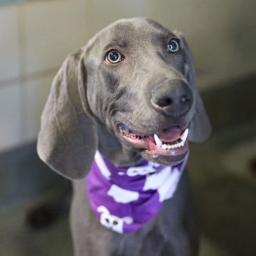 Photo of Pana Aguilar, adoptable Weimaraner in San Antonio, Texas