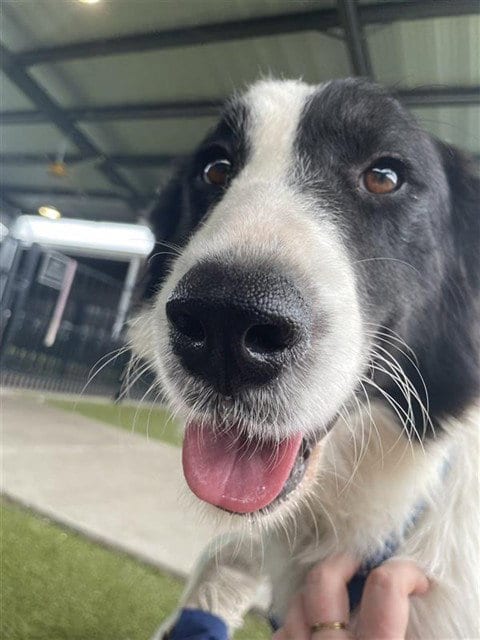 Photo of Model, adoptable Border Collie in Waco, Texas