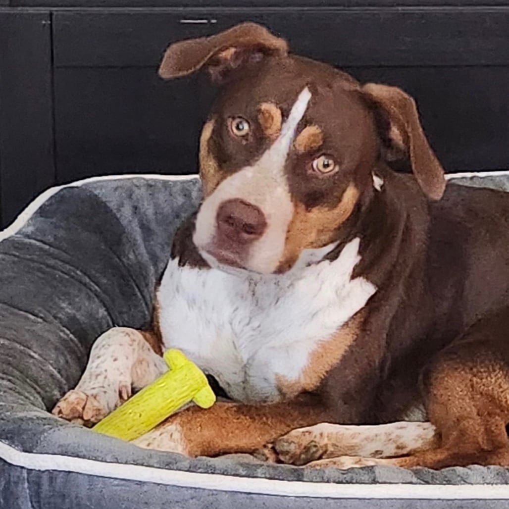 Photo of Cher, adoptable Catahoula Leopard Dog / Mixed Breed (Medium) in Weatherford, Texas