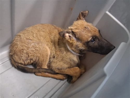 Photo of A5802138, adoptable Belgian Shepherd Malinois in Gardena, California