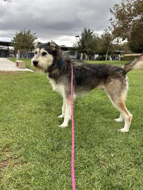 Photo of Bill, adoptable Giant Schnauzer in Riverside, California