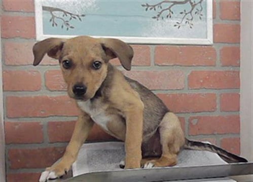 Photo of Jax, adoptable German Shepherd Dog in Houston, Texas