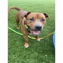 Photo of Red, adoptable Terrier (Unknown Type, Medium) in Doral, Florida